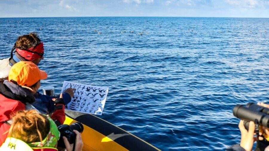 Azores Marine Birdwatching Expedition w/ Biologist Guide - Practical Details: Transport, Price, and What to Bring