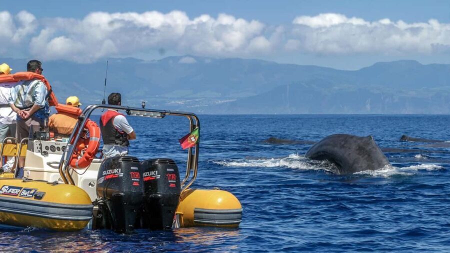 Azores: Whale Watching & Islet Boat Tour w/ Marine Biologist - The Briefing and Safety Protocols