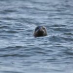 Baabe on Rügen: Seal-Spotting Cruise in the Baltic - Who Is This Tour Best For?