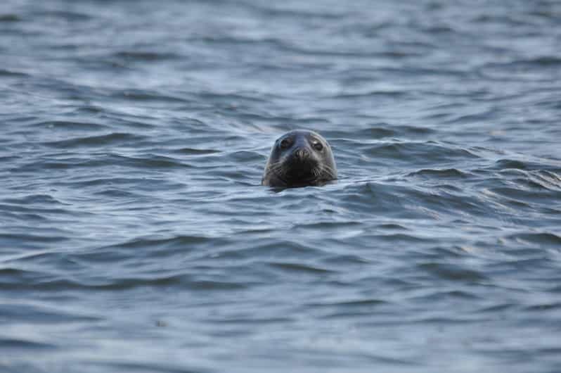 Baabe on Rügen: Seal-Spotting Cruise in the Baltic - Who Is This Tour Best For?