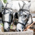 Baden-Baden: Private Walking Tour With A Professional Guide - Who Should Consider This Tour?