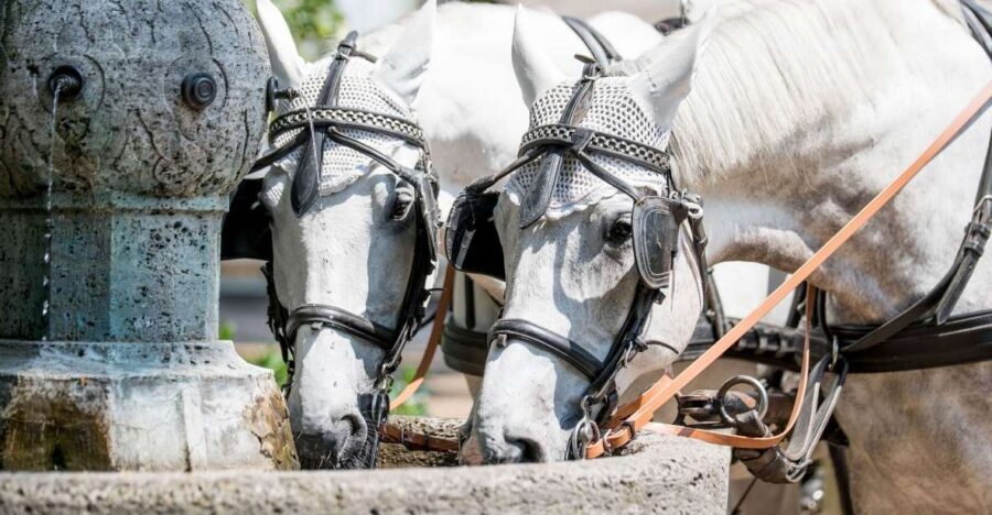 Baden-Baden: Private Walking Tour With A Professional Guide - Who Should Consider This Tour?