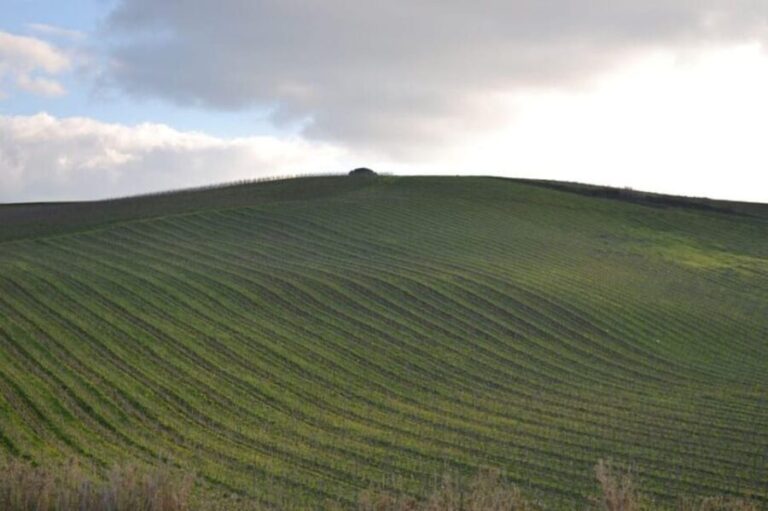 Baglio Florio Adamo: Oil Tasting - Who Will Love This Tour?