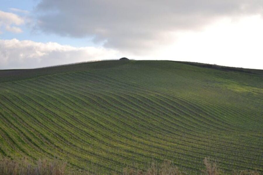 Baglio Florio Adamo: Oil Tasting - Who Will Love This Tour?