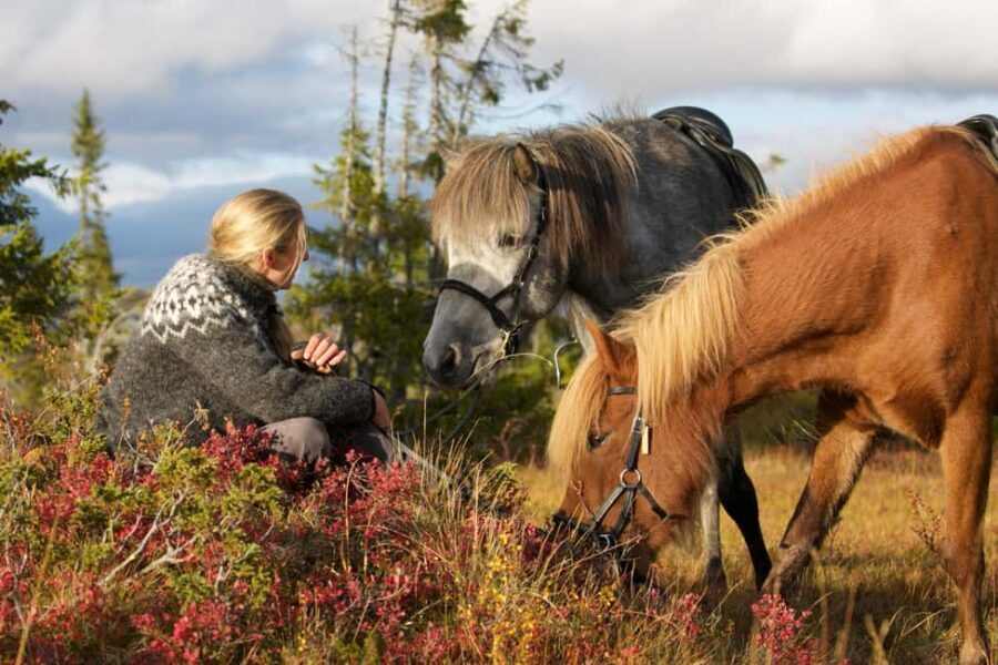 Bakvattnet: Pack horse trekking tour in Blomsterkogen - The Sum Up
