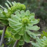 Balades Découverte Anaga & La Laguna - Who Is This Tour Best Suited For?