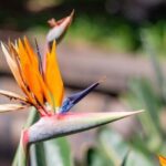 Balades Découverte Teide - La Orotava - Icod de los Vinos - Discovering La Orotava and Its Treasures