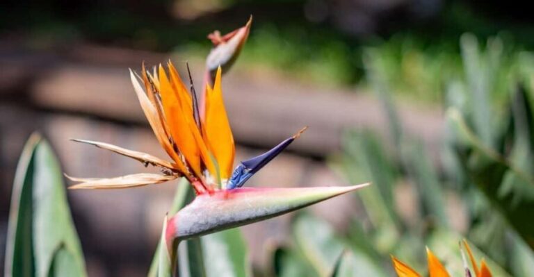 Balades Découverte Teide - La Orotava - Icod de los Vinos - Discovering La Orotava and Its Treasures
