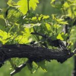 Balsamic Vinegar Tasting & Barrel Tour near Parma & Reggio - The Experience in Detail: From Vineyards to Vintage Barrels