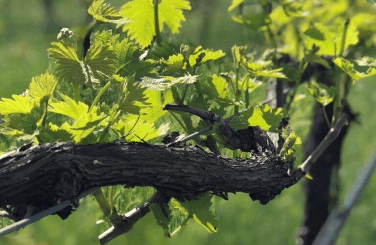 Balsamic Vinegar Tasting & Barrel Tour near Parma & Reggio - The Experience in Detail: From Vineyards to Vintage Barrels