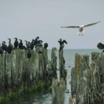 Baltic Sea Coastal Scenery and Cape Kolka From Riga - Practical Details and What to Expect