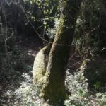 baño de bosque / bany de forêt - Practical Details and What to Pack