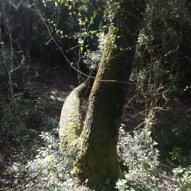 baño de bosque / bany de forêt - Practical Details and What to Pack