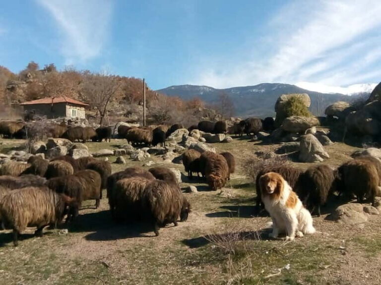 Bansko: Rare Bulgarian Pets Experience - The Value of the Tour
