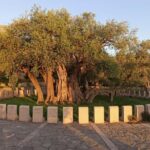 Bar, Montenegro: Shore Excursion with Skadar Lake Cruise - Practical Details and What to Expect