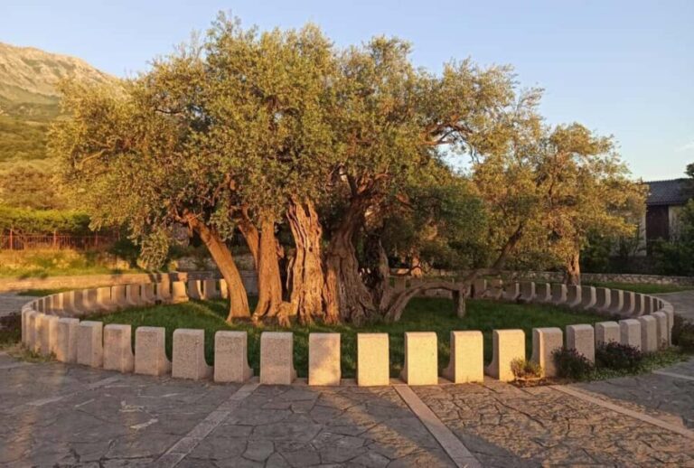 Bar, Montenegro: Shore Excursion with Skadar Lake Cruise - Practical Details and What to Expect