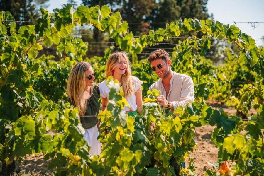 Barcelona: Alella Wine Tour with Tasting & Vineyard Picnic - Visiting the Historic Estate and Vineyards