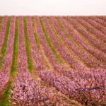 Barcelona: Cherry Blossoms in Aitona & Lunch Tour - The Value of This Tour