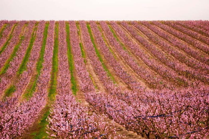 Barcelona: Cherry Blossoms in Aitona & Lunch Tour - The Value of This Tour