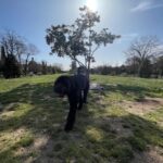 Barcelona: Hidden Gems Walking Tour with a Local & Dog - What’s Included and Practical Details