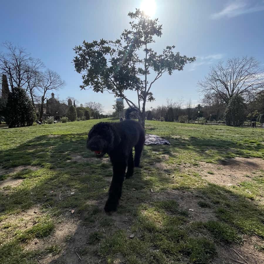 Barcelona: Hidden Gems Walking Tour with a Local & Dog - What’s Included and Practical Details