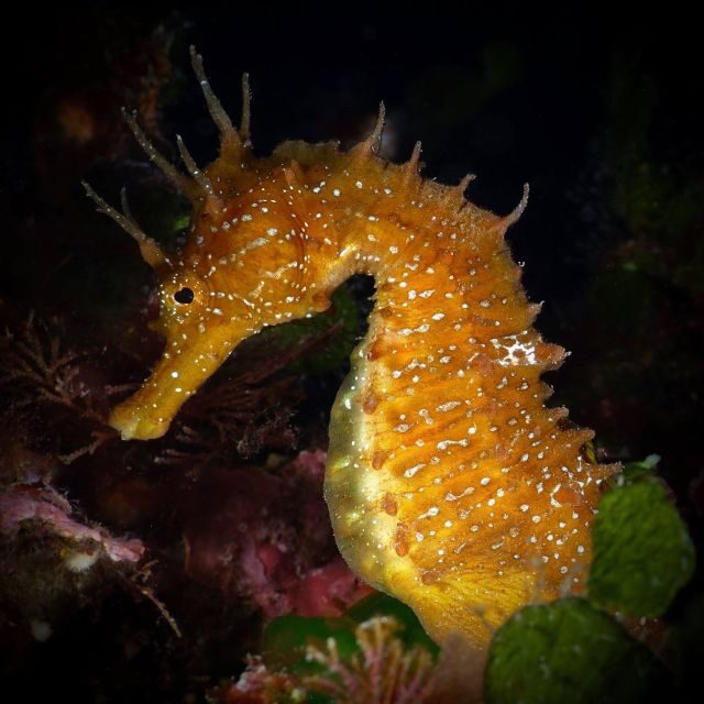 Barcelona: PADI Discover Scuba Diving - Why This Experience Stands Out