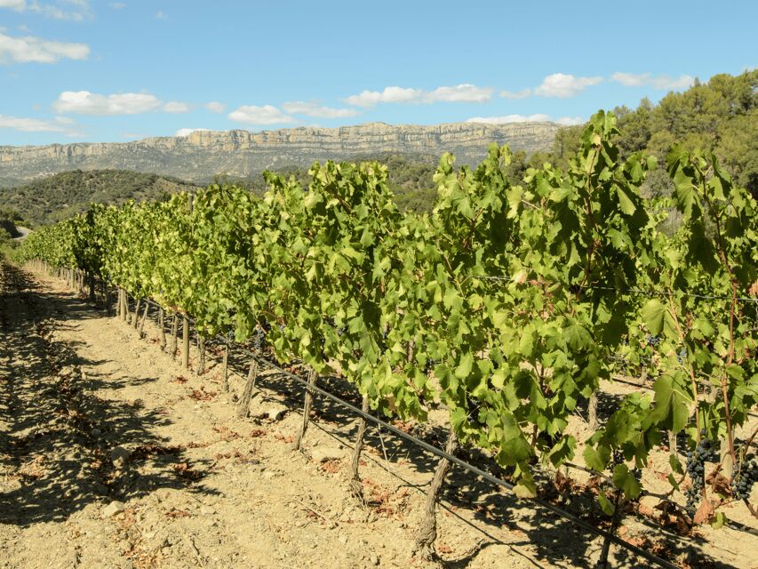 Barcelona: Priorat Wine Tour & Tastings and Lunch - Who Should Consider This Tour?