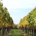 Barcelona: Private E-Bike Tour and Wine Tasting - Discovering Alella’s Charm