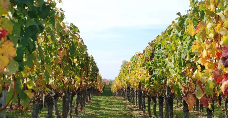 Barcelona: Private E-Bike Tour and Wine Tasting - Discovering Alella’s Charm