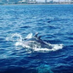 Barcelona: Sailing tours with open bar and snacks - Who Is This Tour Best For?