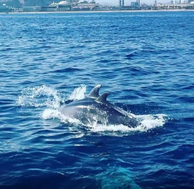 Barcelona: Sailing tours with open bar and snacks - Who Is This Tour Best For?