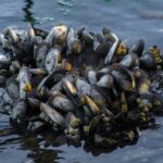 Barcelona: Tour: Mussels, Rice Plantation and Paella - Who Will Love This Tour?