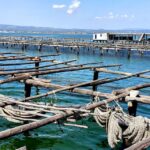 Barcelona: Tuna Baths in the Ebro Delta Route and Olive Tree Tour - Is This Tour Worth It?