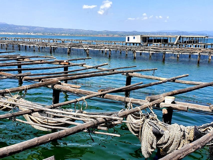 Barcelona: Tuna Baths in the Ebro Delta Route and Olive Tree Tour - Is This Tour Worth It?