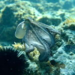 Barcelona Wild Experience: Kayak & Snorkel in Costa Brava - What’s Included and What to Consider