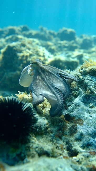 Barcelona Wild Experience: Kayak & Snorkel in Costa Brava - What’s Included and What to Consider