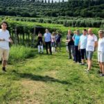 Bardolino: Vineyard Tour with Wine, Olive Oil & Food Tasting - Who Will Love This Experience?