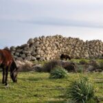 Barumini Unesco Site and Giara of Gesturi Tour from Cagliari - The Review from Travelers: Authentic Perspectives