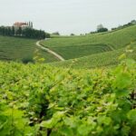 BASQUE CHEESE and TXAKOLI WINE - Private Gastronomic Adventure - Authentic Experiences That Leave a Lasting Impression