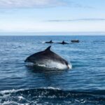 Basque Country : Whale and Dolphin Watching Boat Tours - Who Is This Tour Best For?