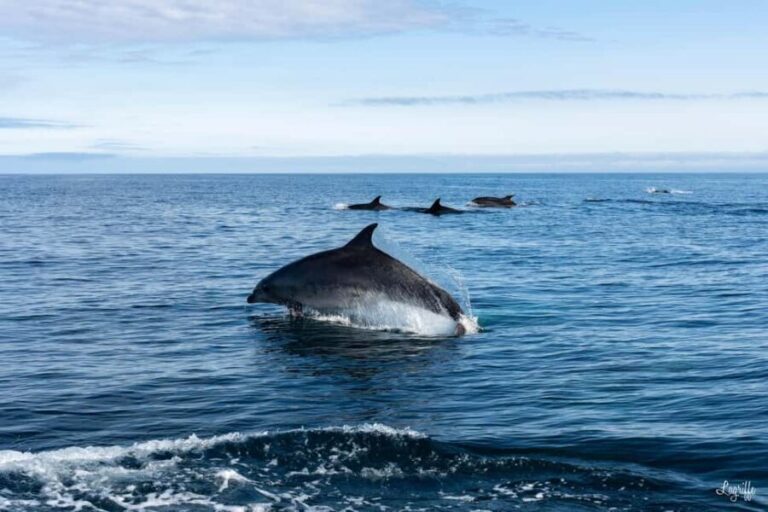 Basque Country : Whale and Dolphin Watching Boat Tours - Who Is This Tour Best For?