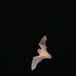 Bat Watching Madeira - The Value of the Experience