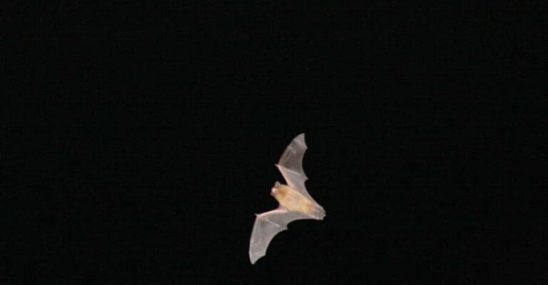 Bat Watching Madeira - The Value of the Experience