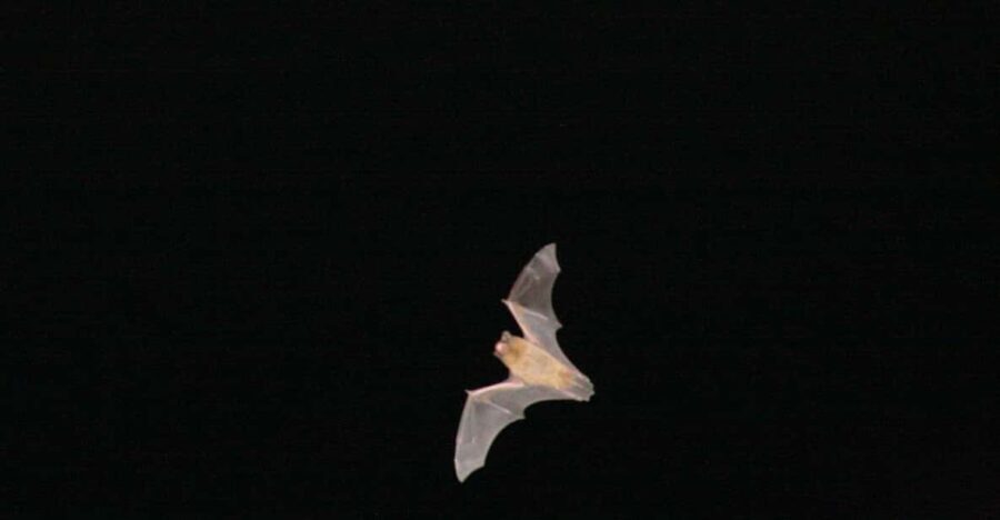 Bat Watching Madeira - The Value of the Experience