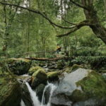 Batumi to Mtirala National park - Half day hiking group tour - The Experience: What to Expect from Start to Finish