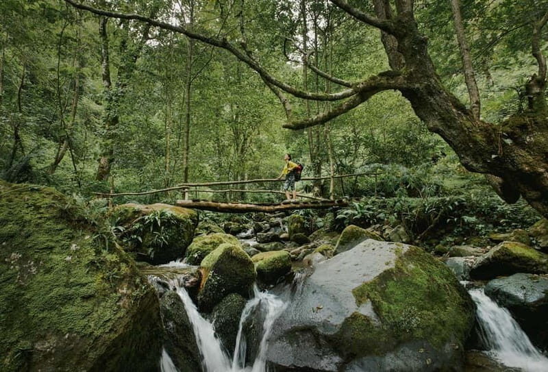 Batumi to Mtirala National park - Half day hiking group tour - The Experience: What to Expect from Start to Finish