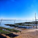 Bay of Arcachon: Guided Food Tour - Who Will Love This Tour?