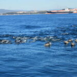 Bay of Gibraltar: Dolphin Cruise - Authentic Tips from Reviewers