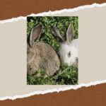 Be A Farmer for A Day in Arevitis Farm! - Insights from Guest Reviews