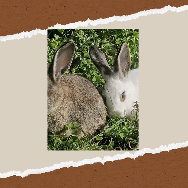 Be A Farmer for A Day in Arevitis Farm! - Insights from Guest Reviews